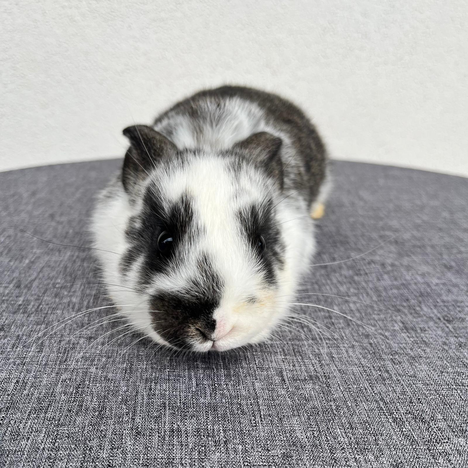 Cucciola Coniglio Nano Penny 01