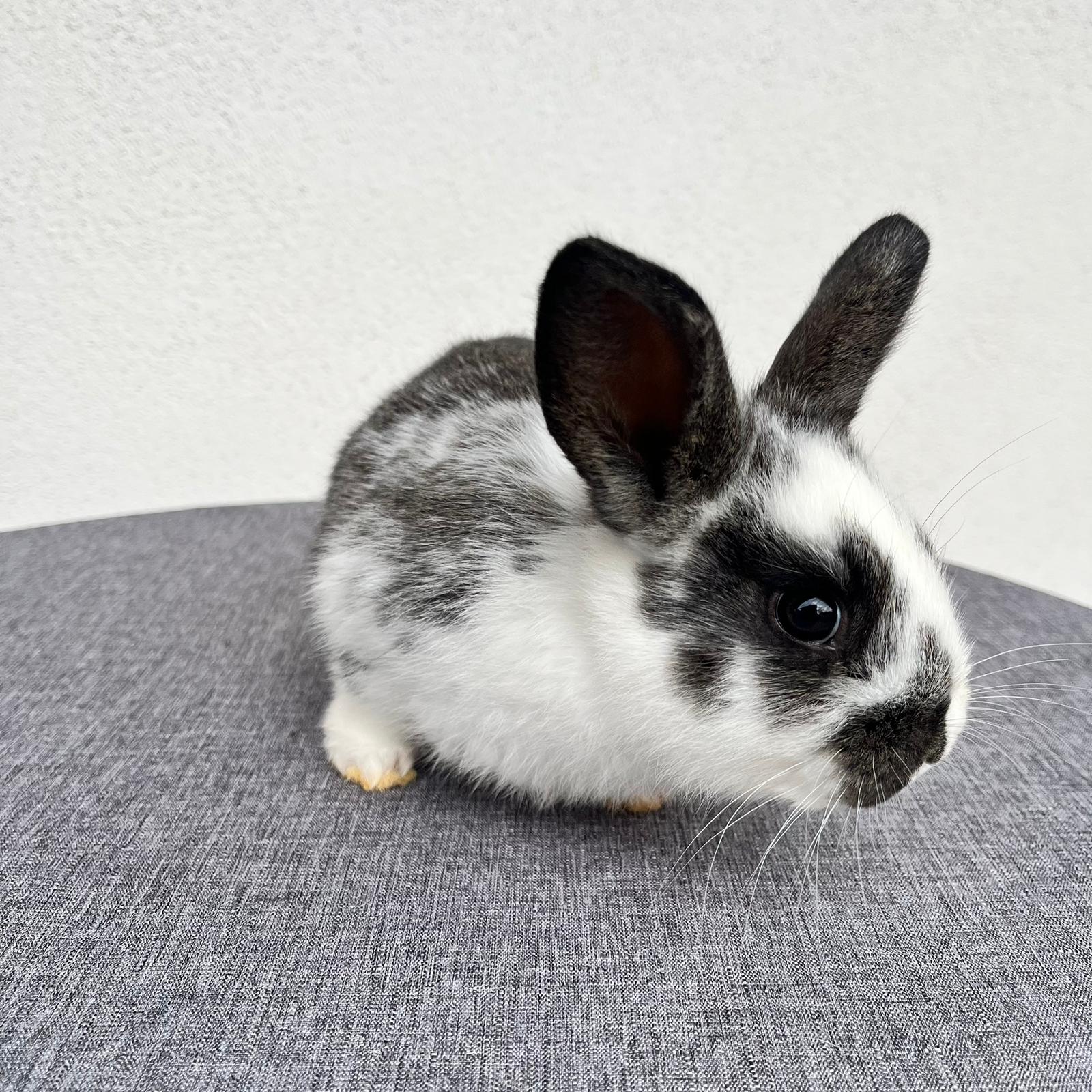 Cucciola Coniglio Nano Penny 02