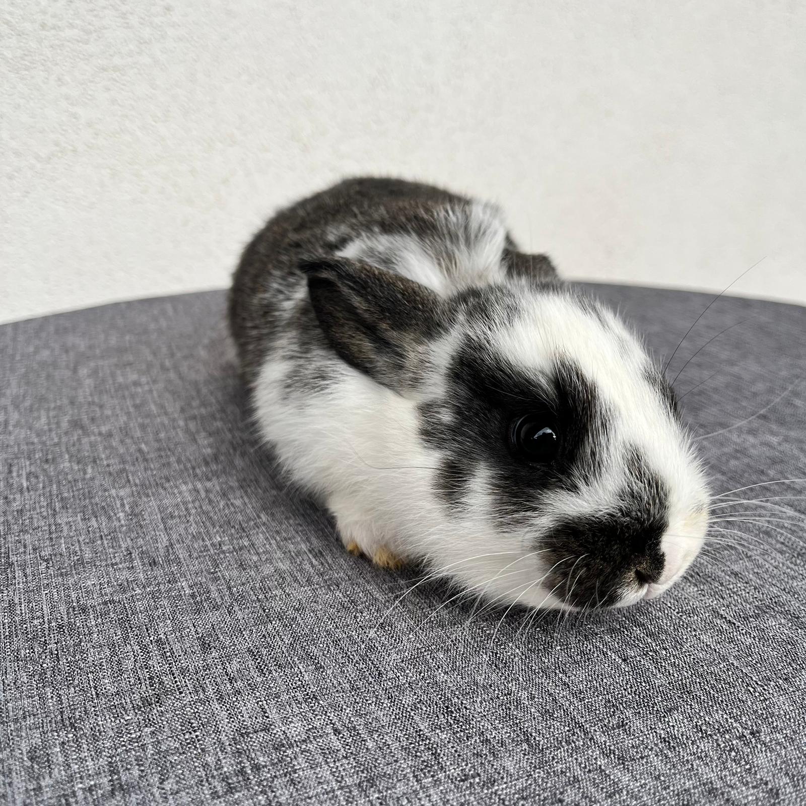 Cucciola Coniglio Nano Penny 03