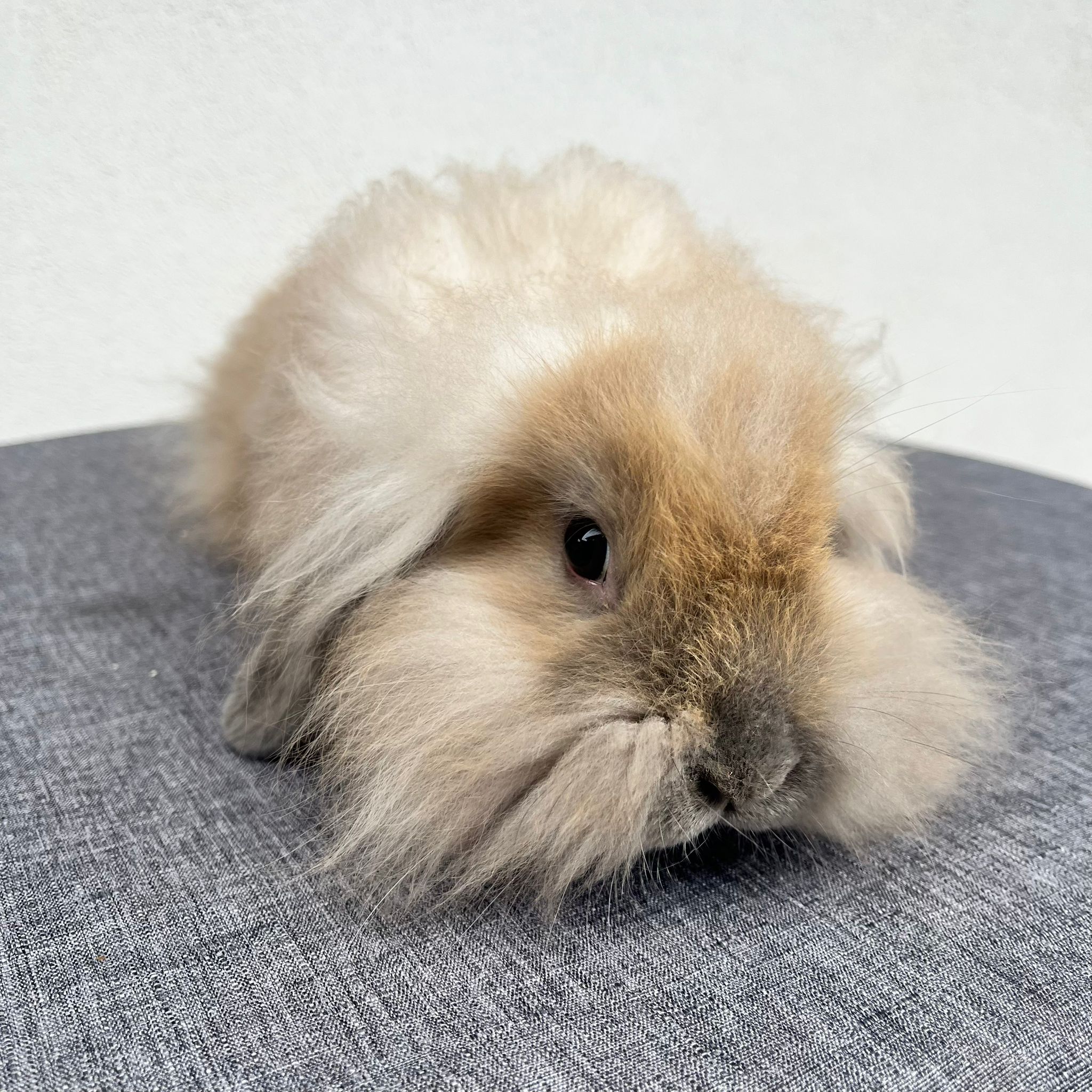 Cucciolo Coniglio Ariete Nano Nolan 02