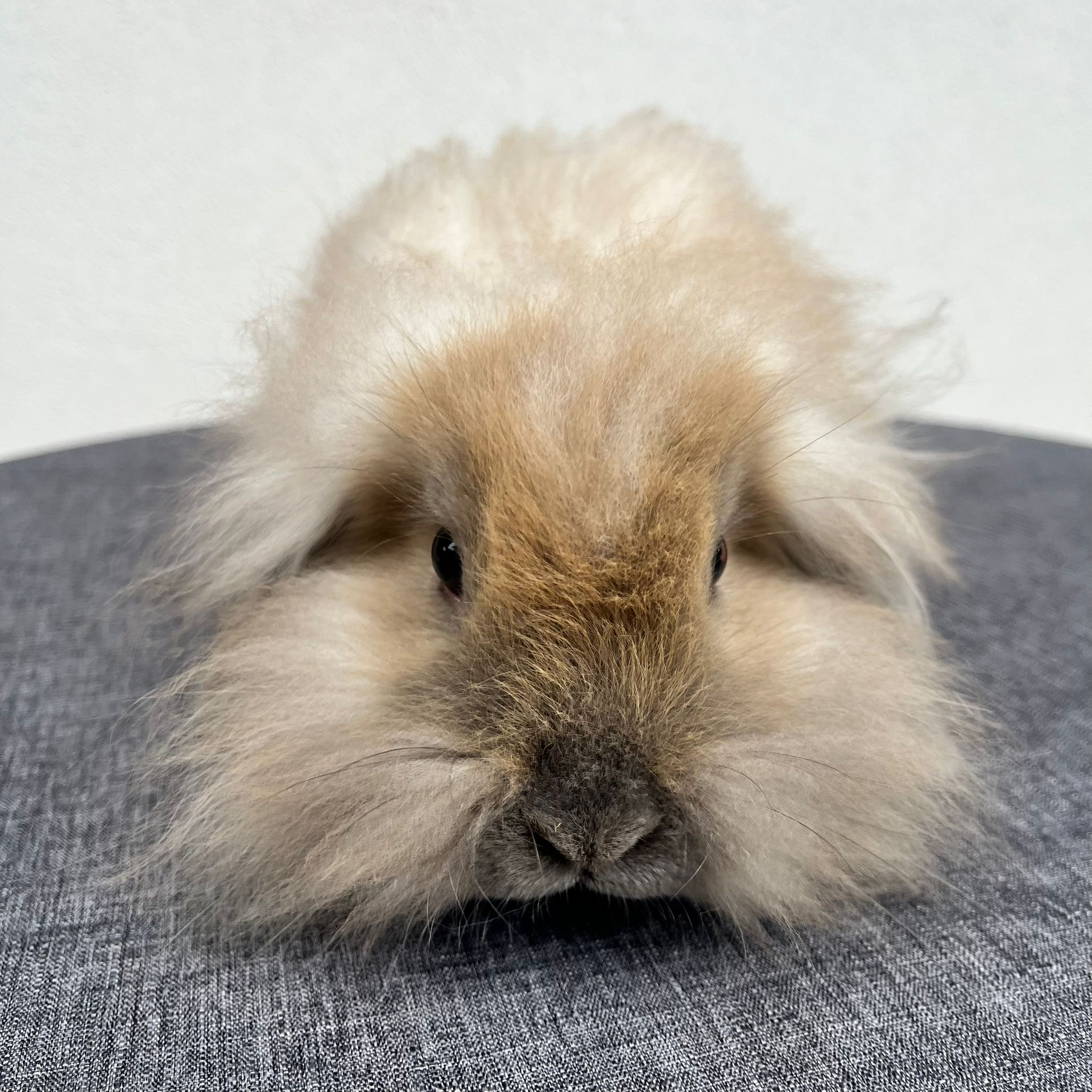 Cucciolo Coniglio Ariete Nano Nolan 03