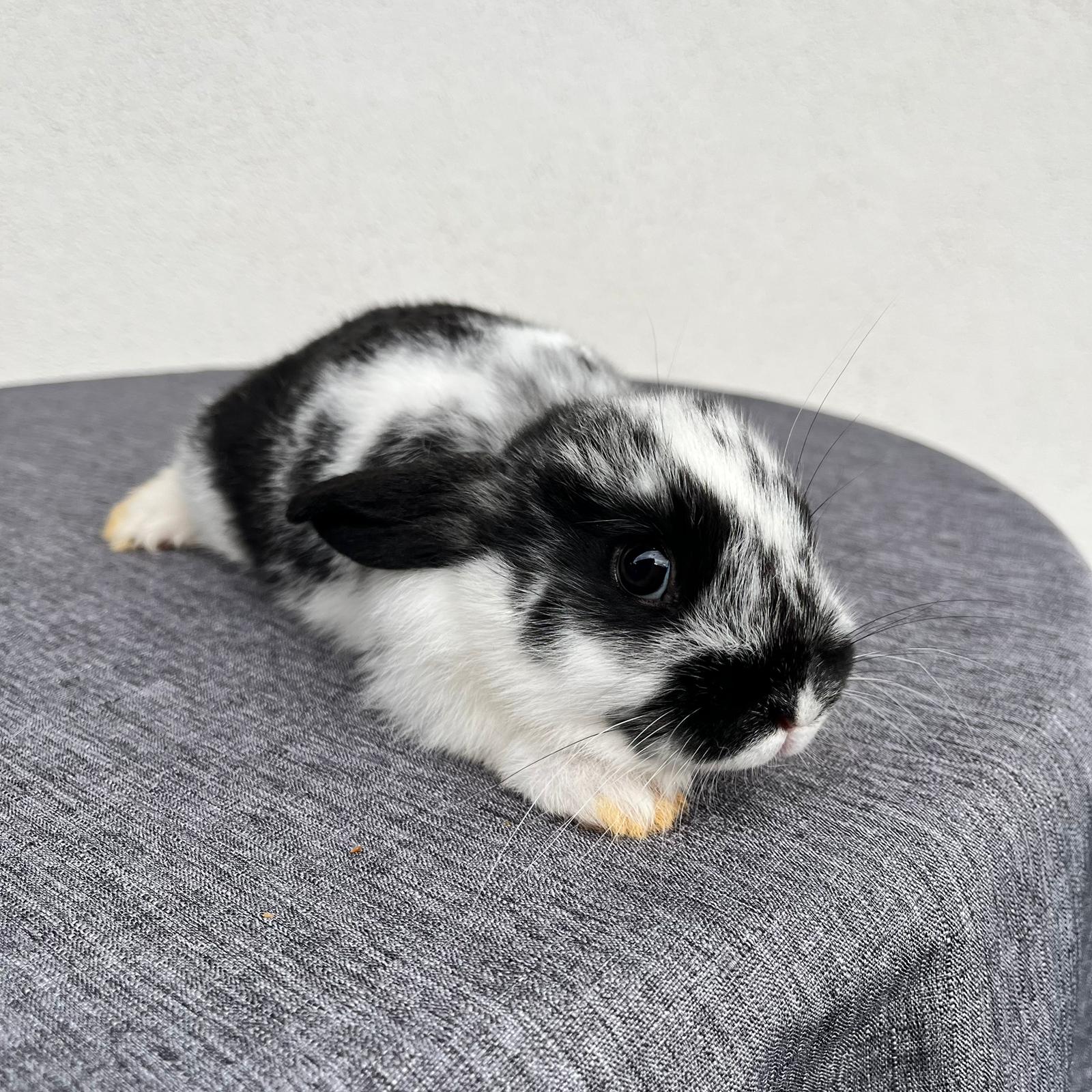 Cucciolo Coniglio Nano Pluto 01