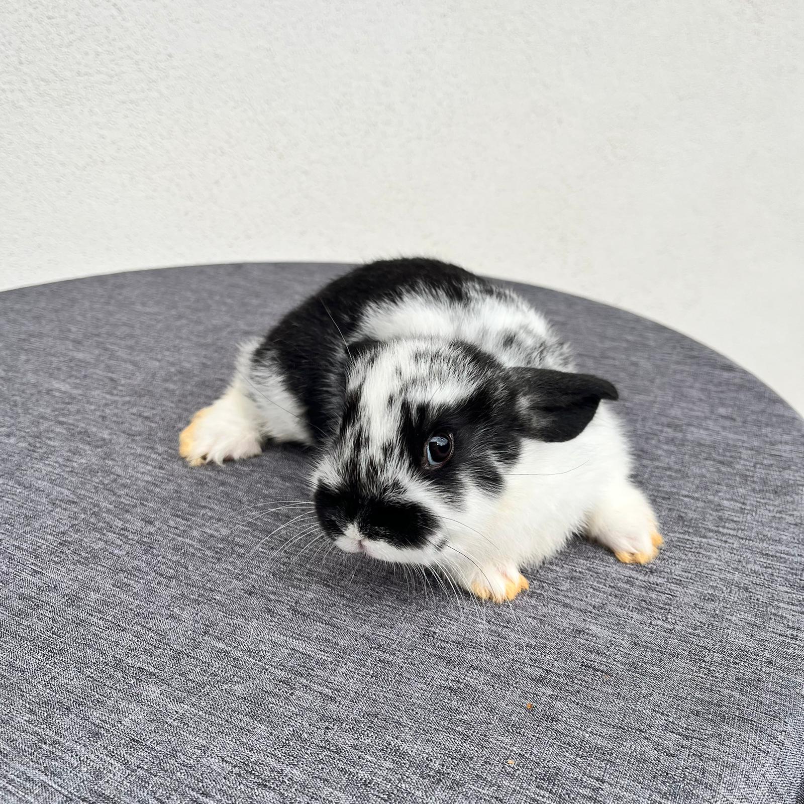 Cucciolo Coniglio Nano Pluto 02