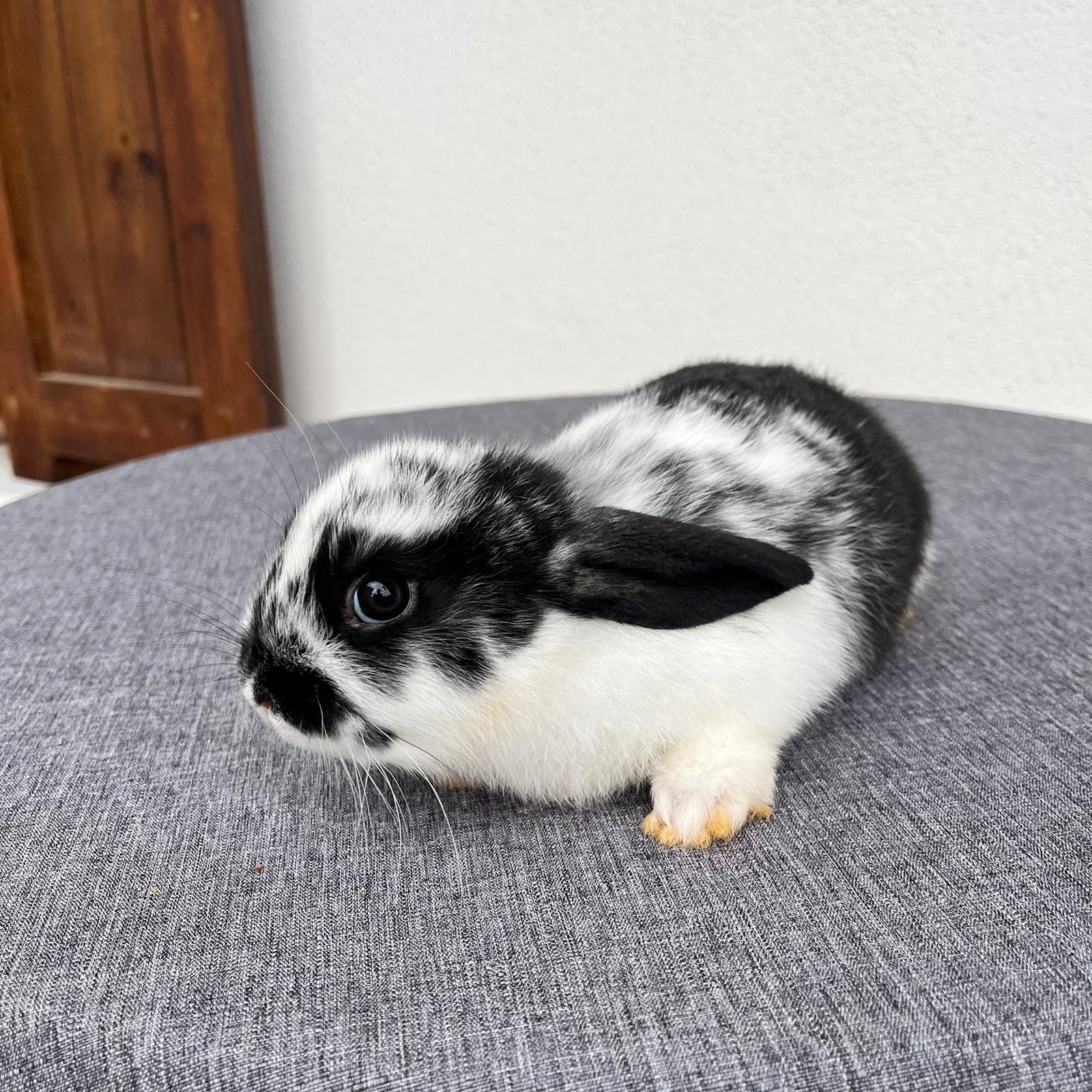 Cucciolo Coniglio Nano Pluto 03