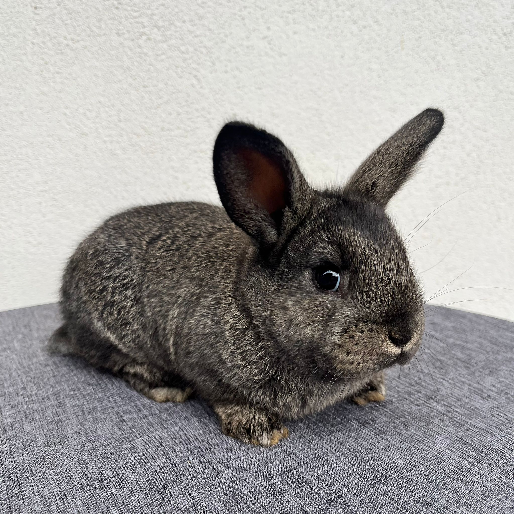 Cucciolo Coniglio Nano Prince 01