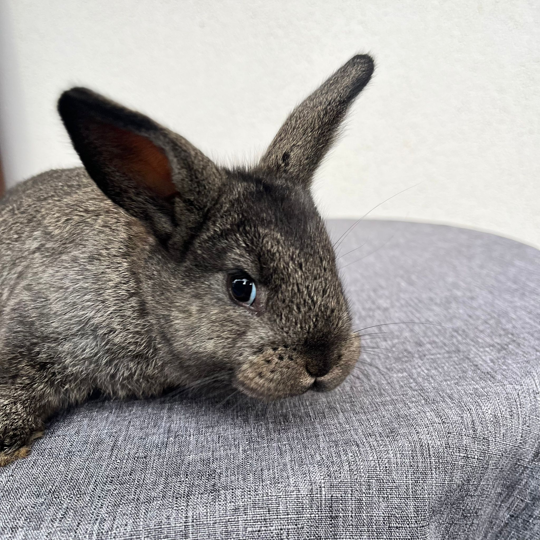 Cucciolo Coniglio Nano Prince 02