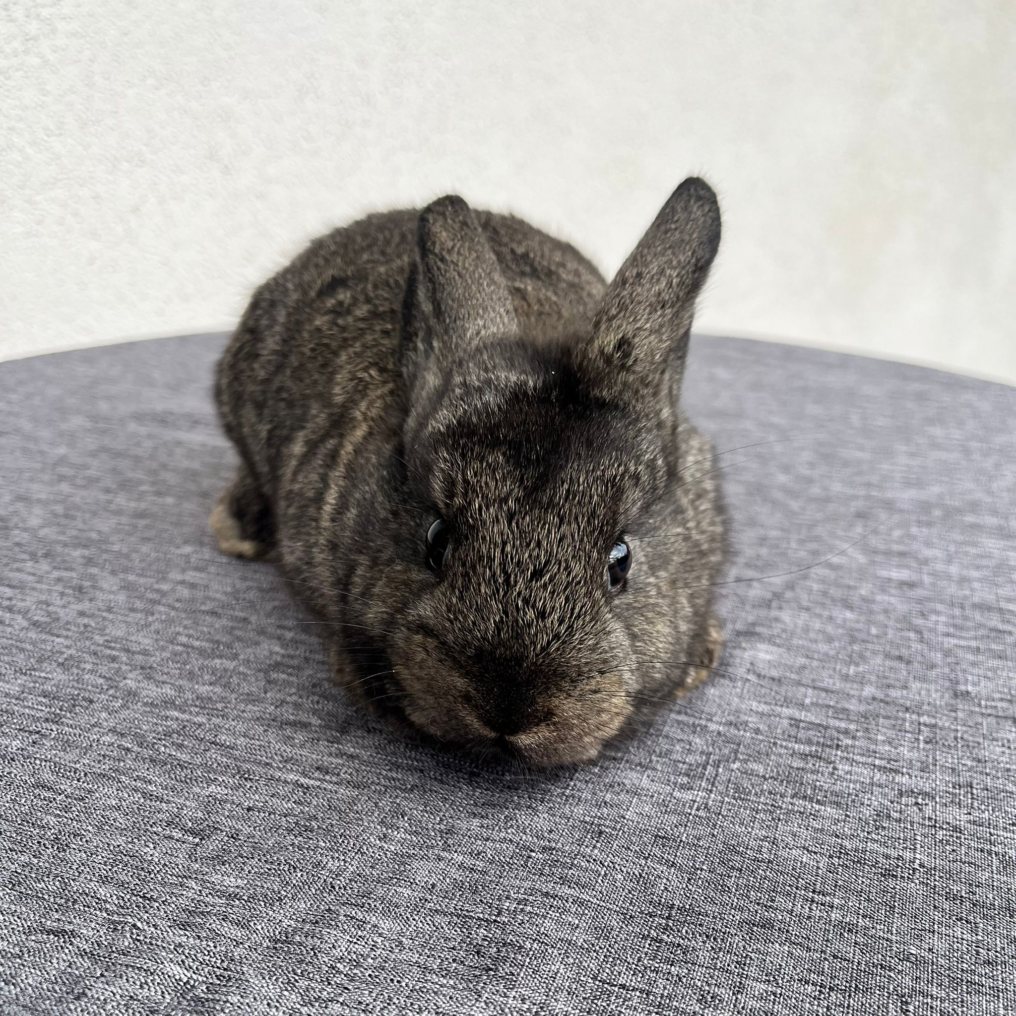 Cucciolo Coniglio Nano Prince 03