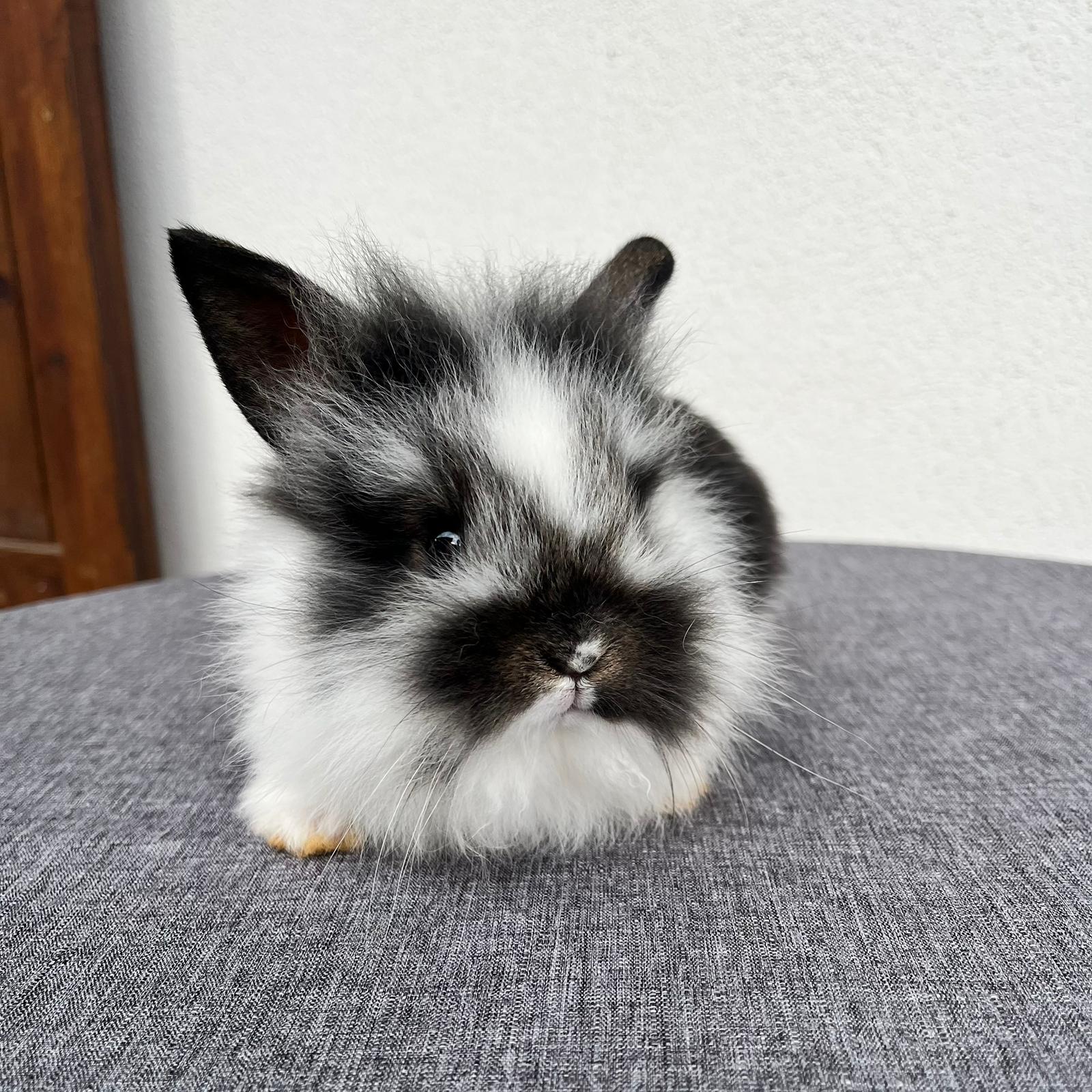 Cucciolo Coniglio Testa di Leone Pepe 01