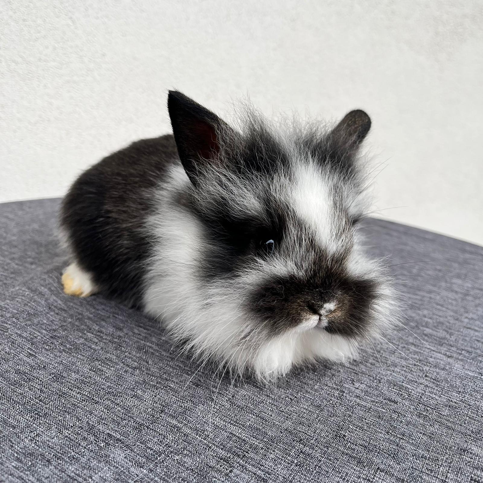 Cucciolo Coniglio Testa di Leone Pepe 02