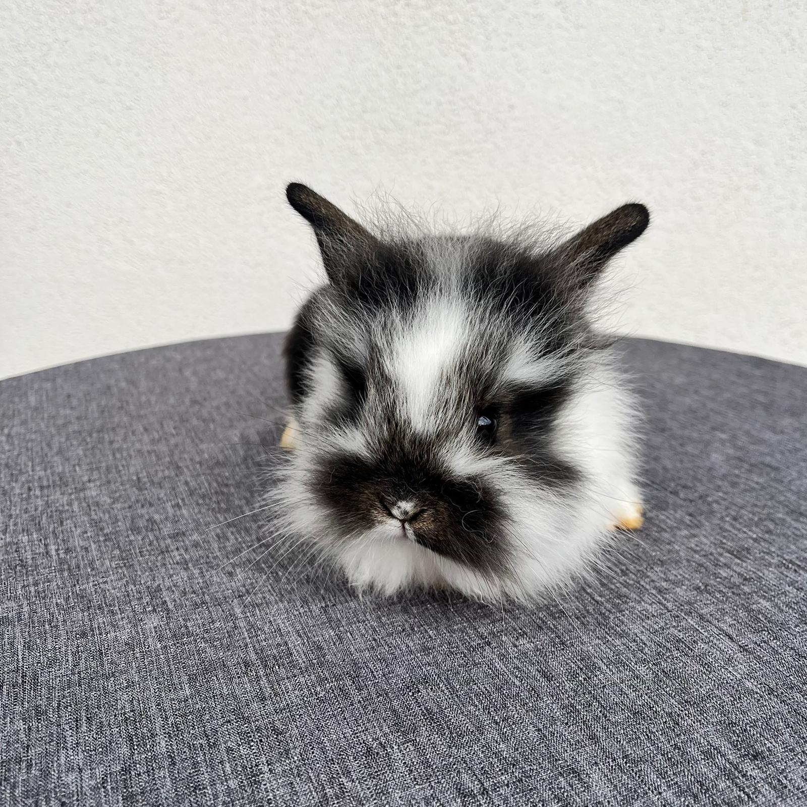 Cucciolo Coniglio Testa di Leone Pepe 03