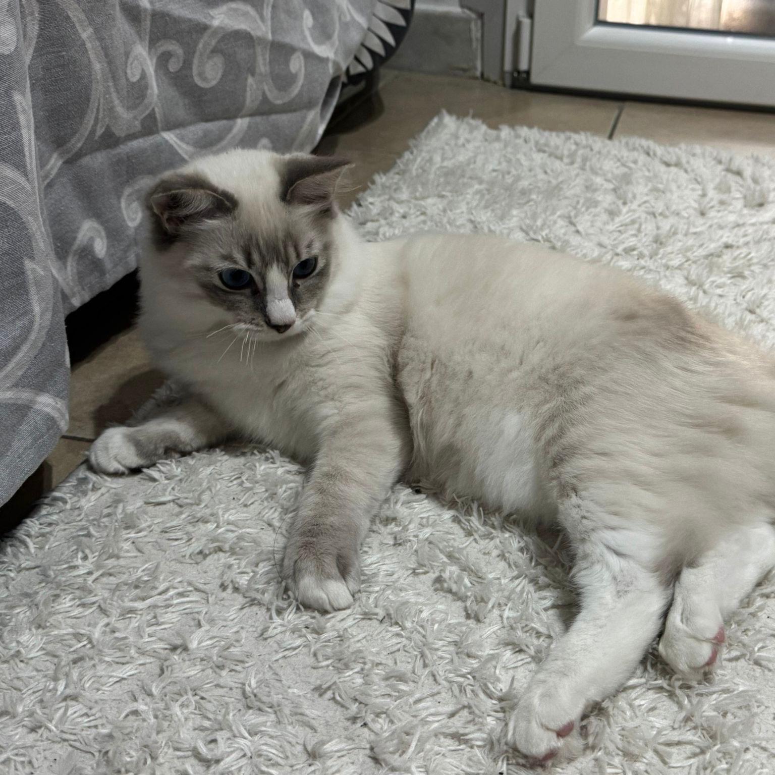 Cucciolo di gatto Ragdoll Simba 01