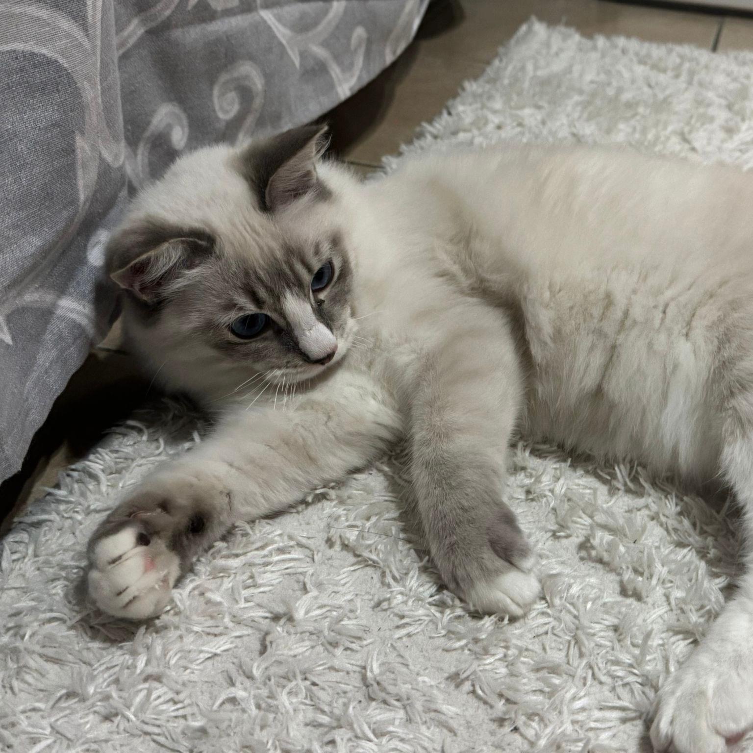 Cucciolo di gatto Ragdoll Simba 02