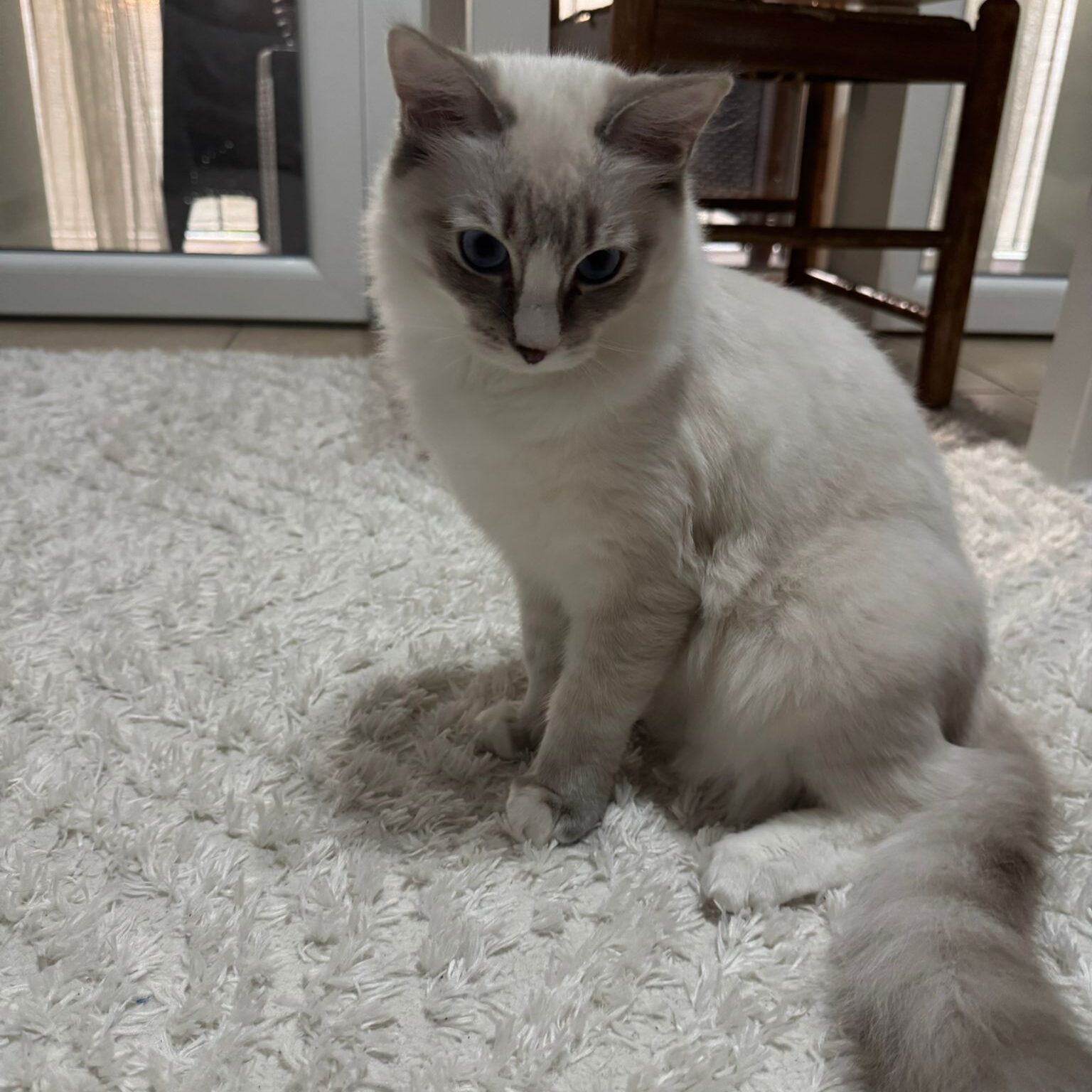 Cucciolo di gatto Ragdoll Simba 03