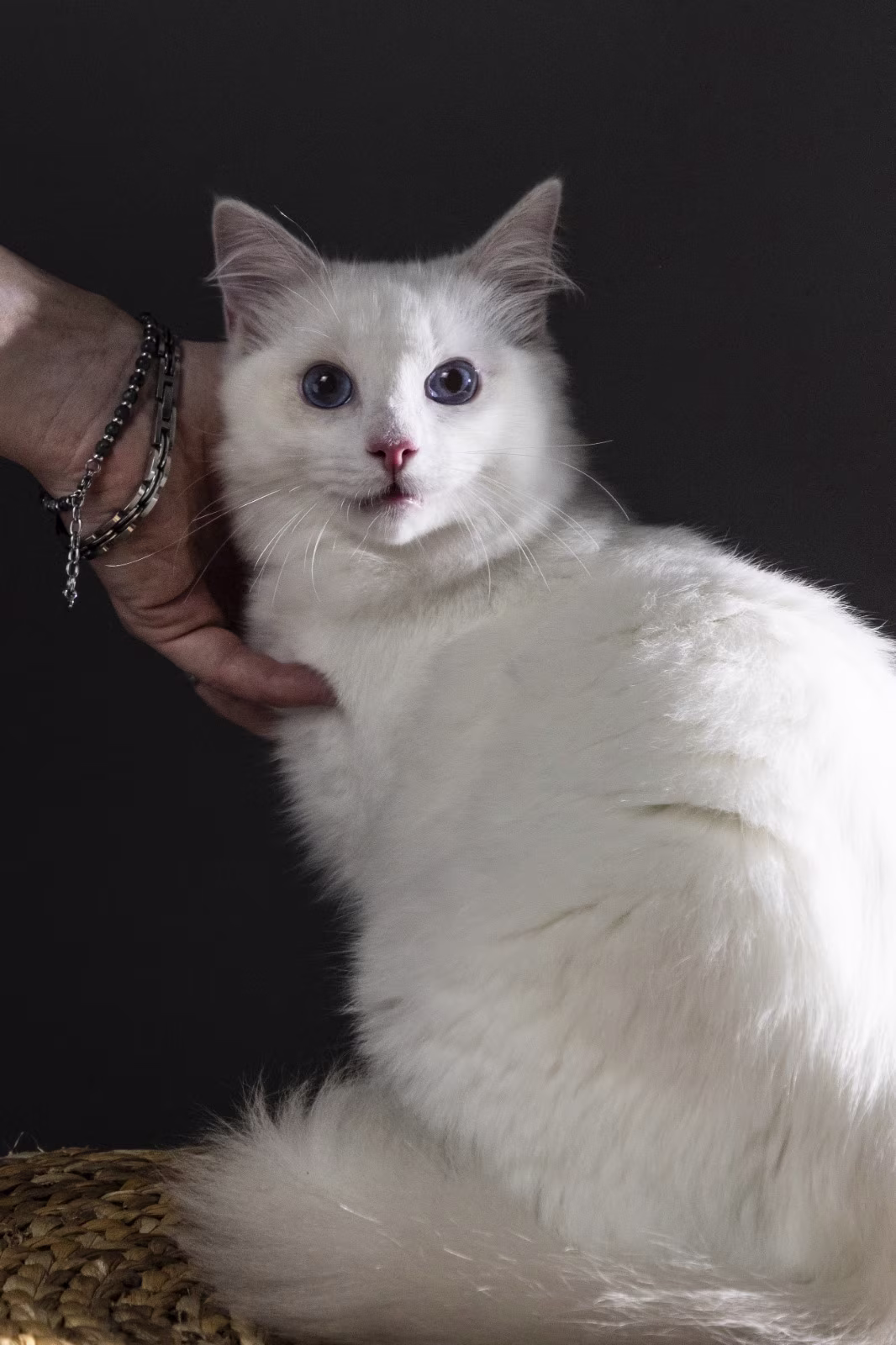 Allevamento ragdoll | WhiteAngels Renèe