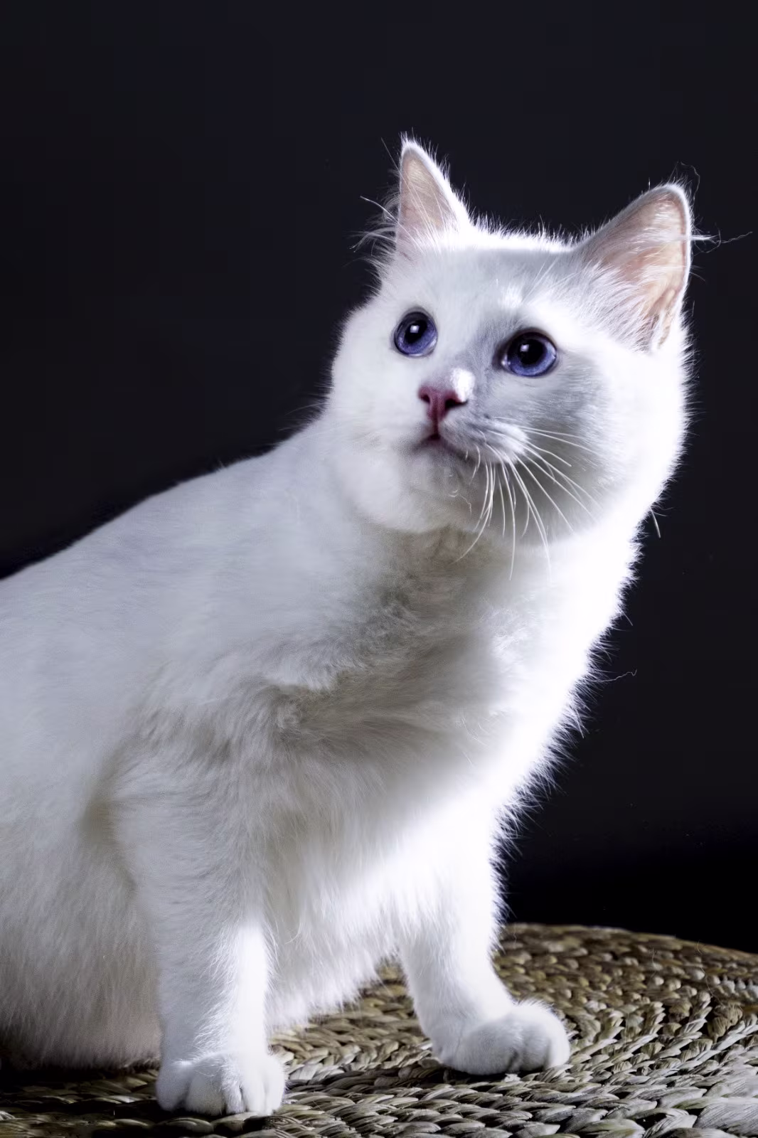 WhiteAngels Renèe Zellwege | Allevamento ragdoll Cascina 900