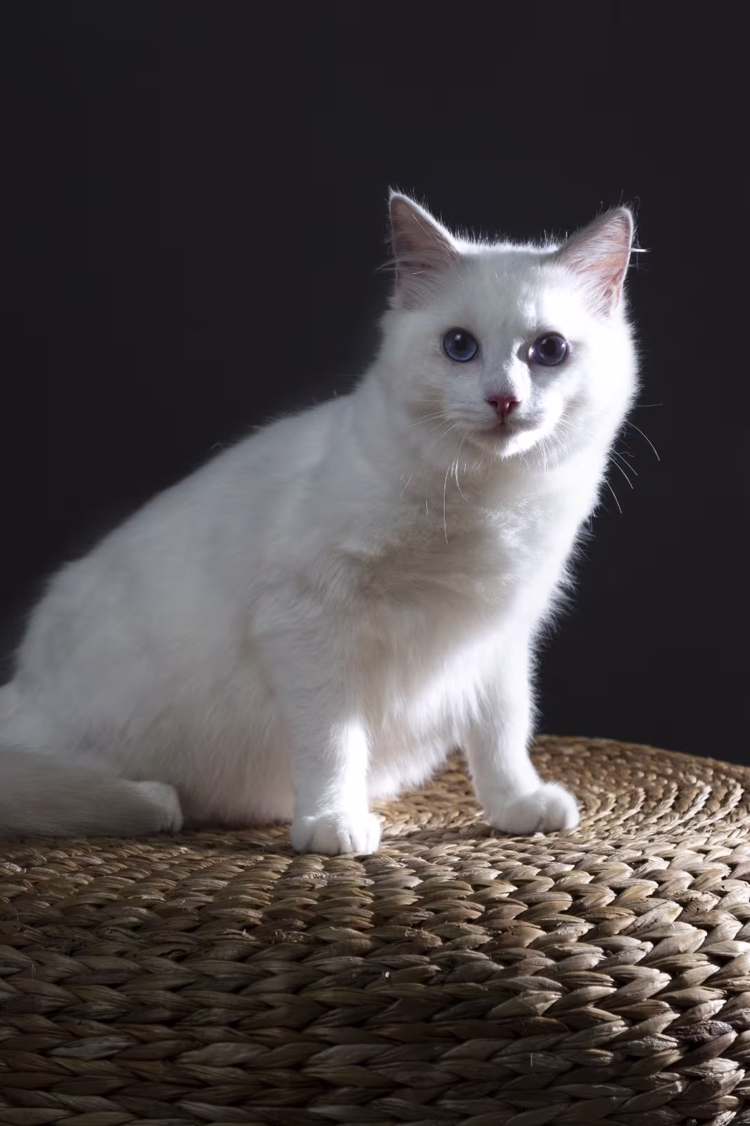 Allevamento ragdoll Cascina 900 | WhiteAngels Renèe Zellwege