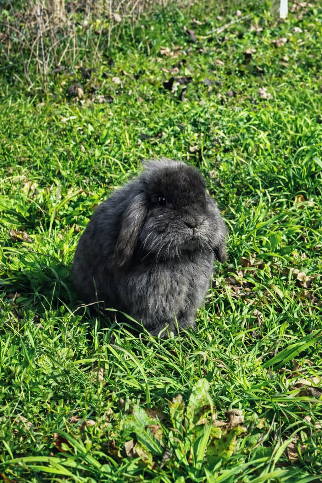 Baffo Coniglio Ariete 02