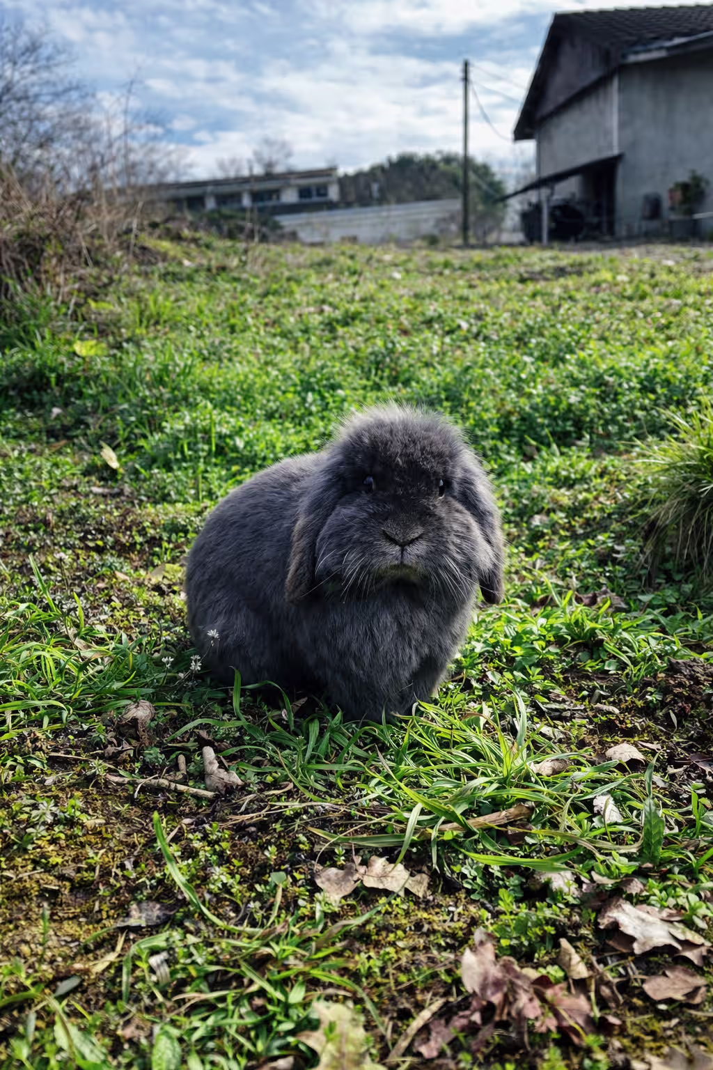 Baffo Coniglio Ariete 03