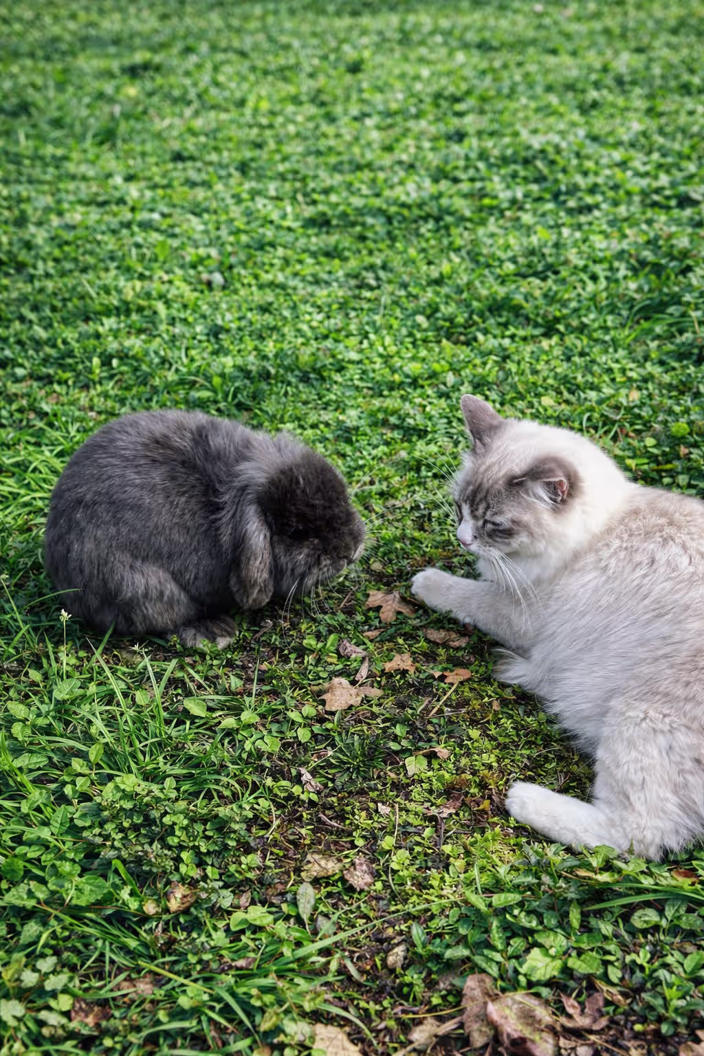 Baffo Coniglio Ariete 04