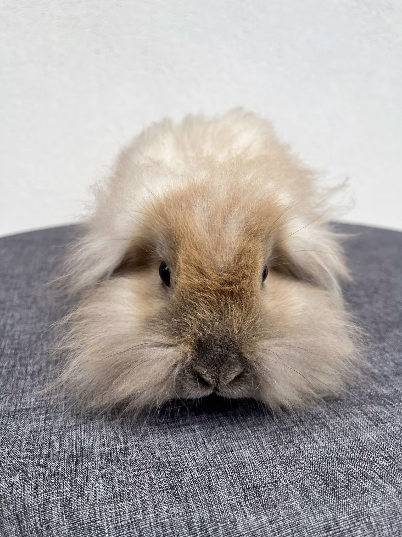 Foto di Nolan Coniglio Ariete 01