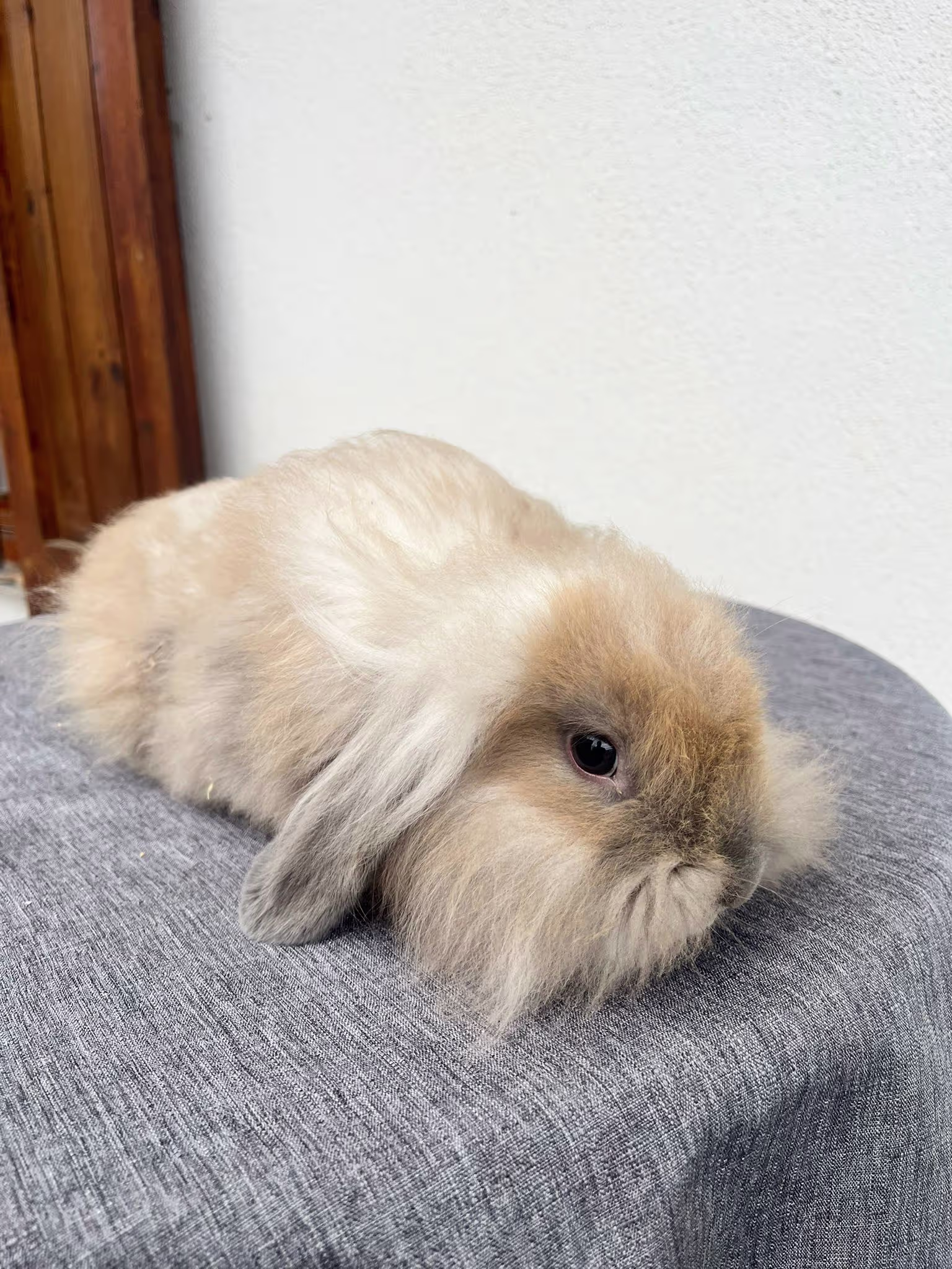 Foto di Nolan Coniglio Ariete 02