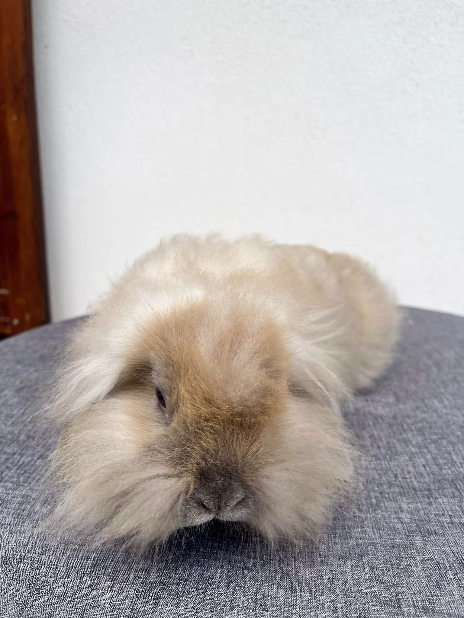 Foto di Nolan Coniglio Ariete 03