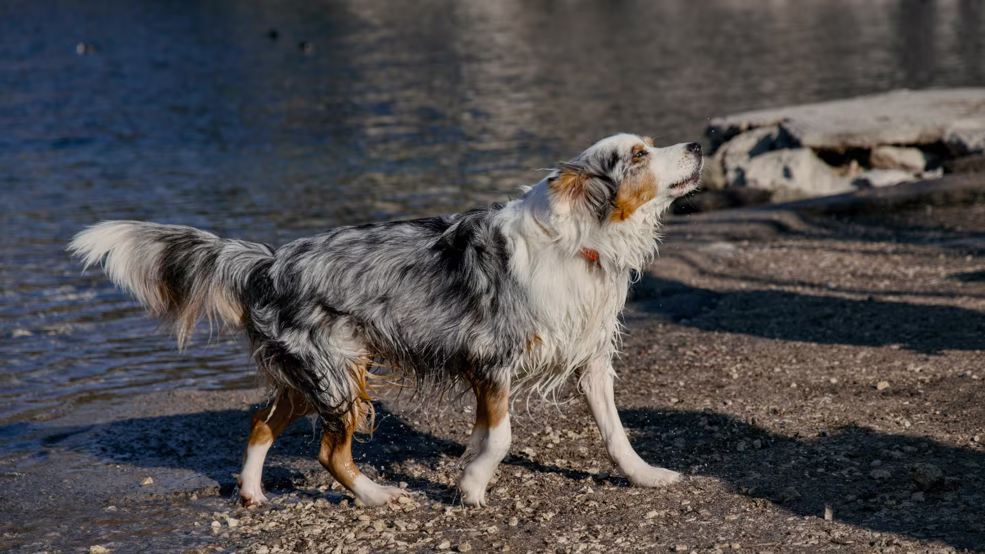 Cane da Pastore Australiano