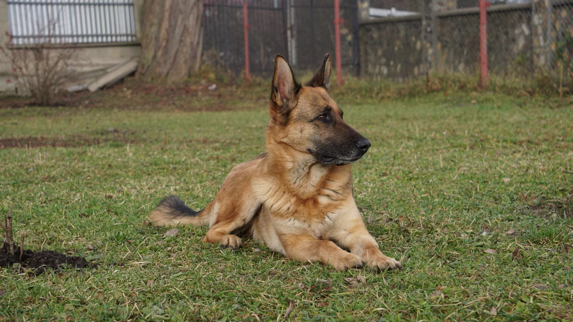 Cane da Pastore Tedesco