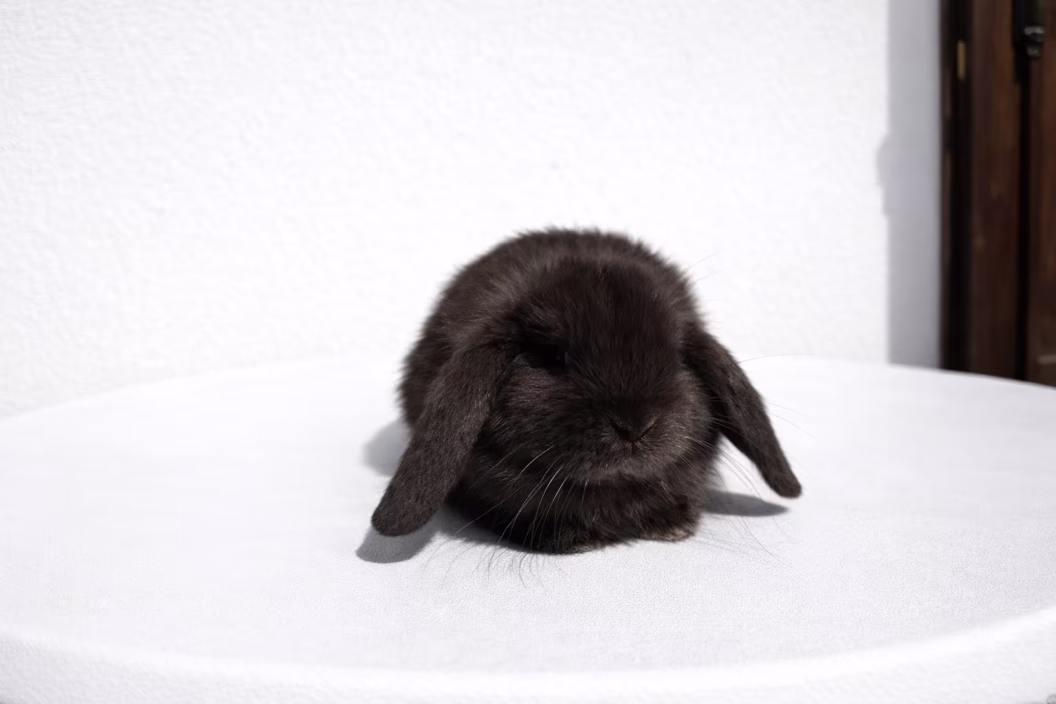 Castagna Coniglio Ariete 01