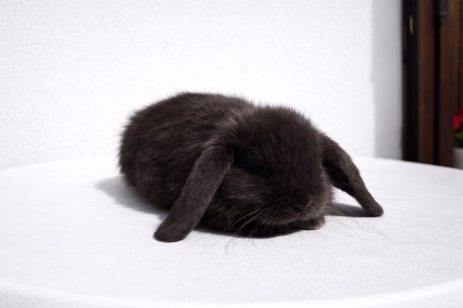 Castagna Coniglio Ariete 02