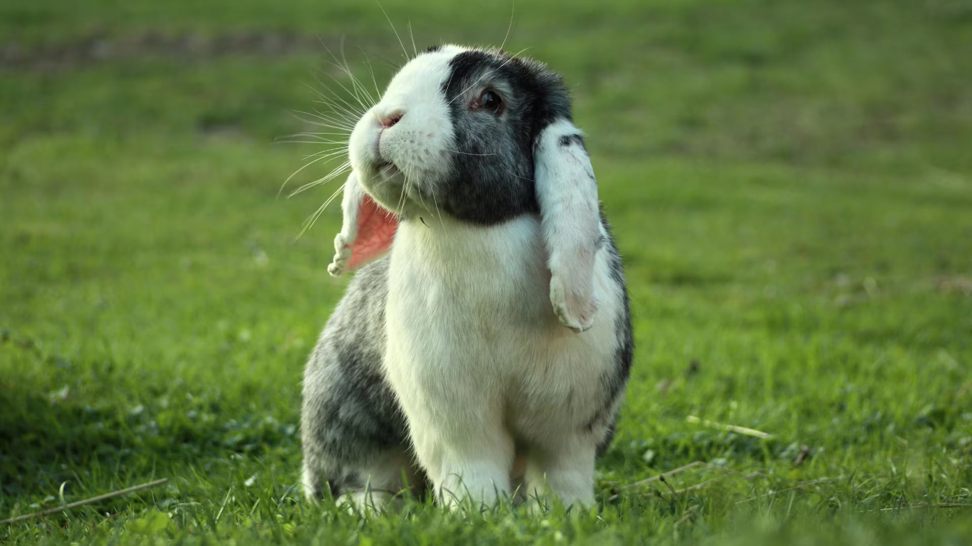 Coniglio ariete nel prato