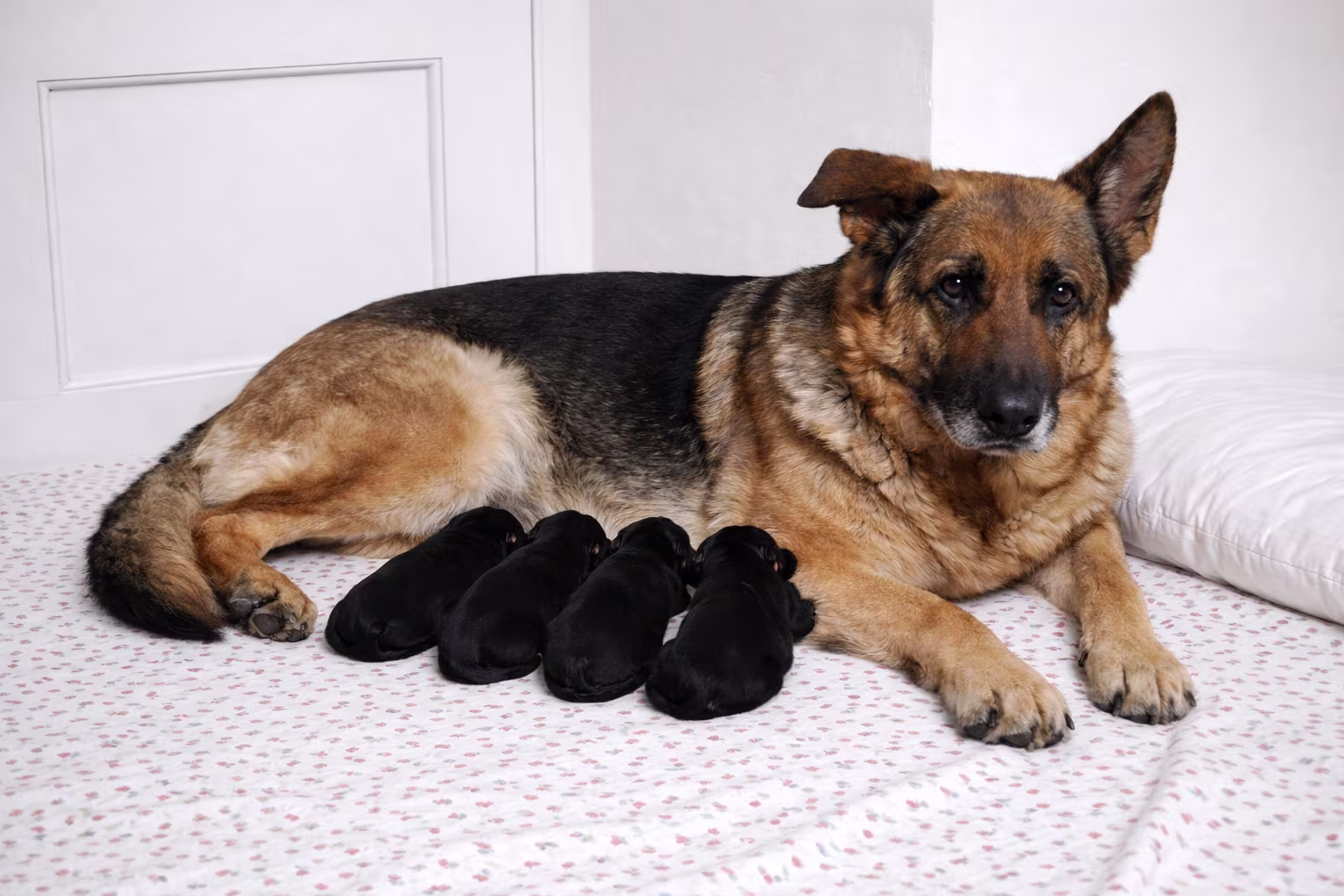 Cuccioli di Pastore Tedesco