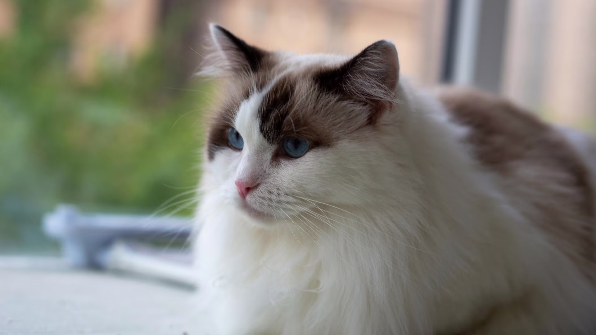 Gatto Ragdoll