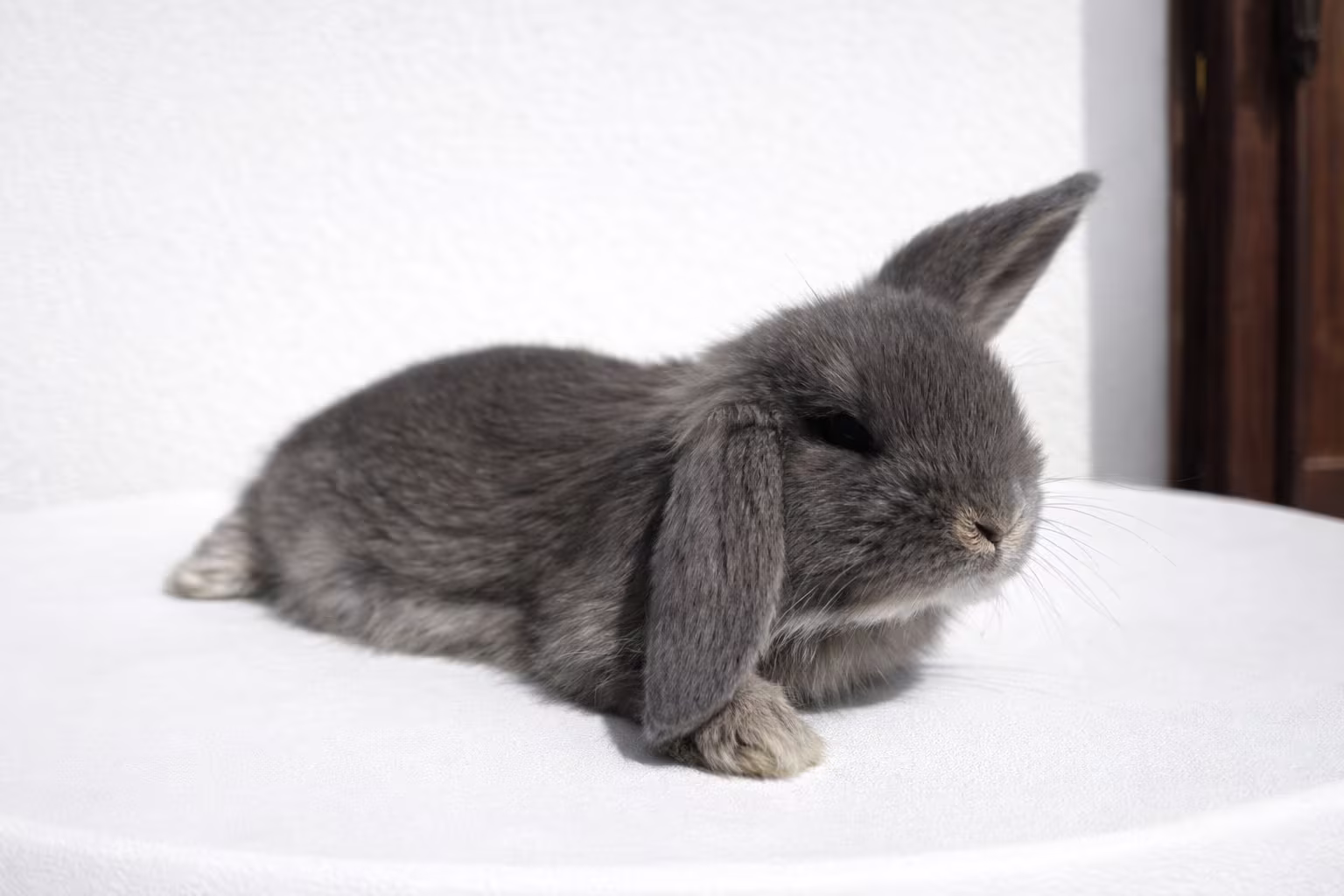 Silver Coniglio Ariete 02