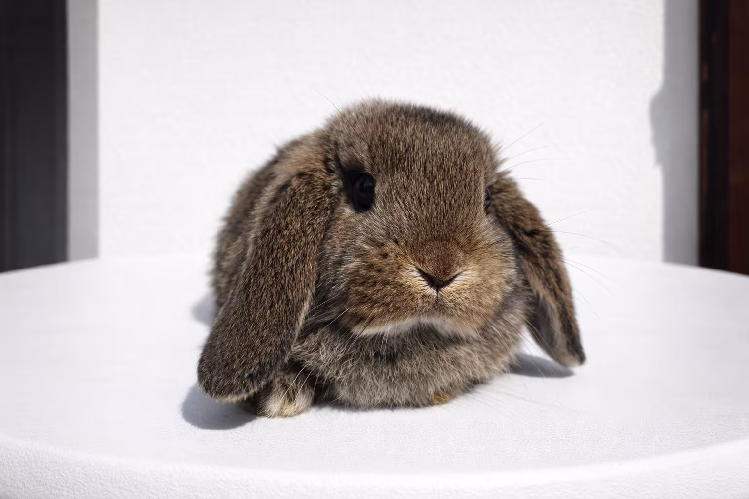 Whisky Coniglio Ariete 02